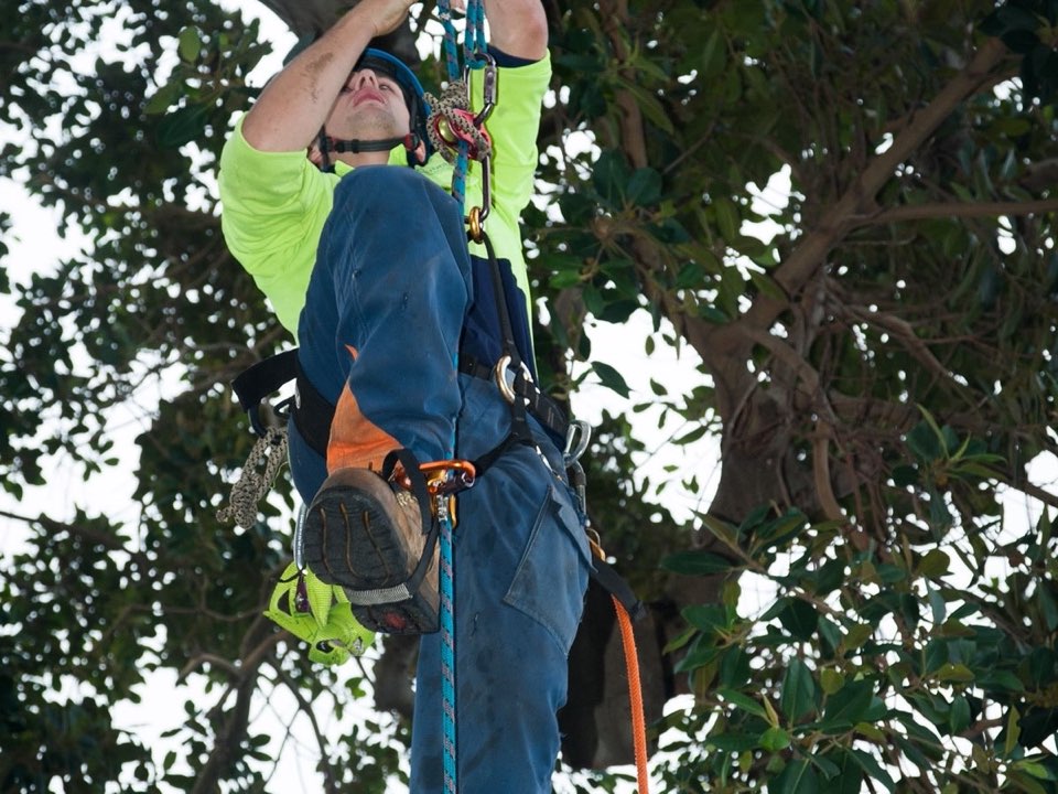 Qualified arborist working in a mature tree during a risk assessment in Clackmannanshire