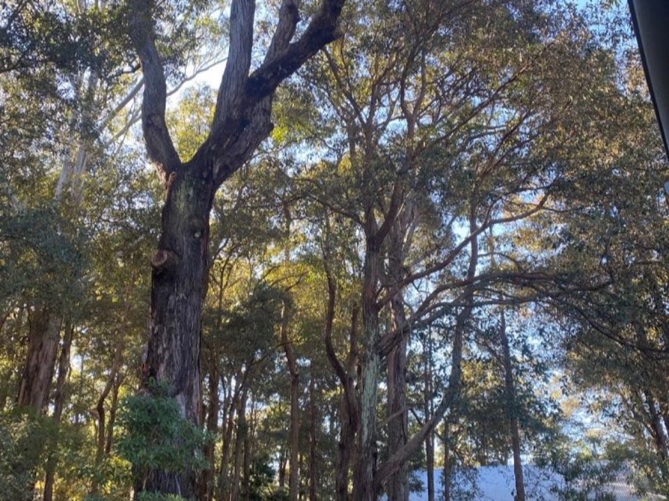 Mature trees in a Clackmannanshire parkland setting due for routine re-inspection